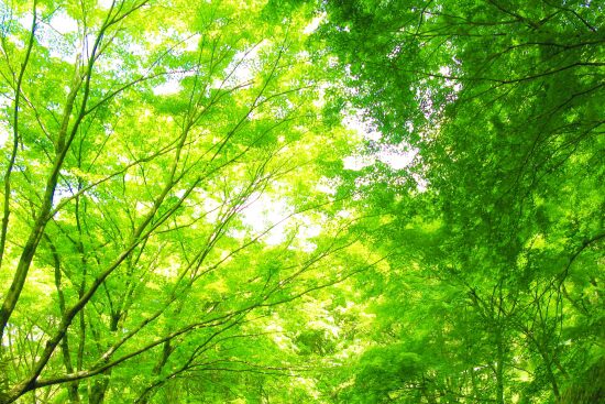 家づくりへのこだわり